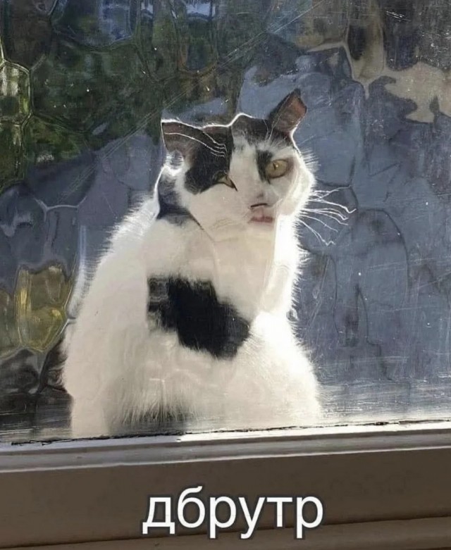 Смешные коты, которые бы победили на конкурсе абсурдных фотографий