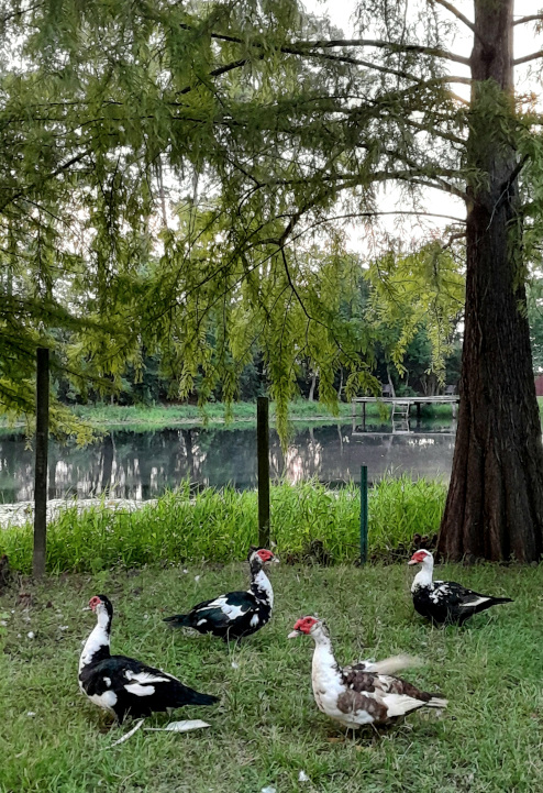 Литературный клуб "Птица Говорун"