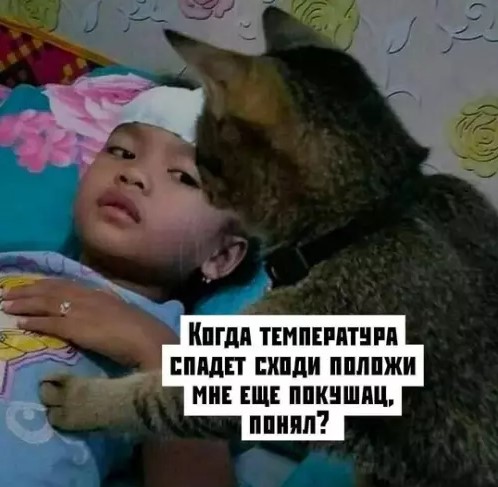 Котямбосы