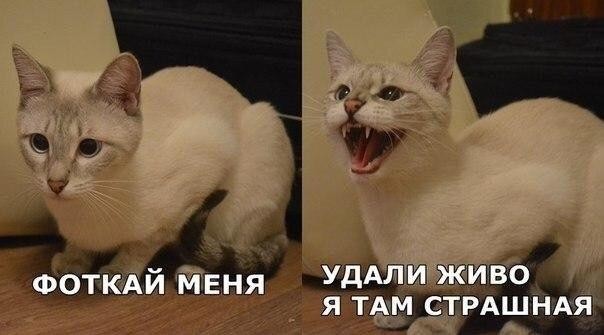 Подборка картинок-баянов с котиками и про котиков. Выпуск 40