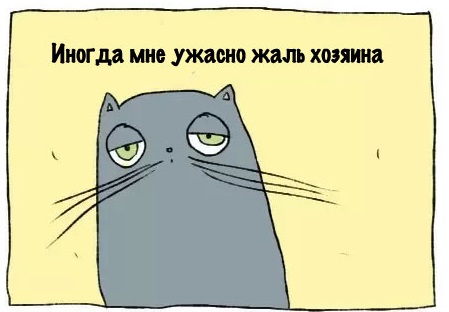 То ли дело коту!