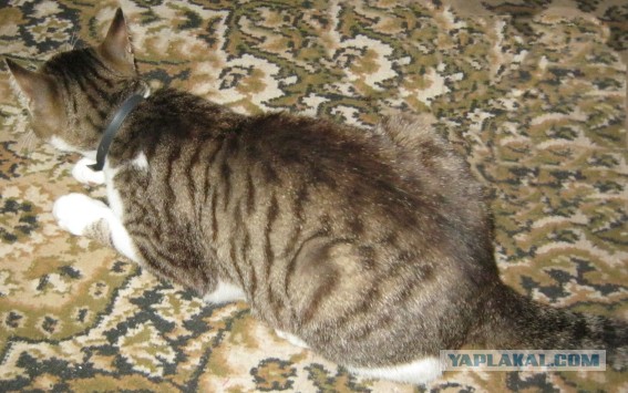Котовторник 01.04.2014