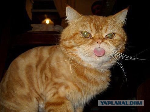 Котовторник  08.04.2014