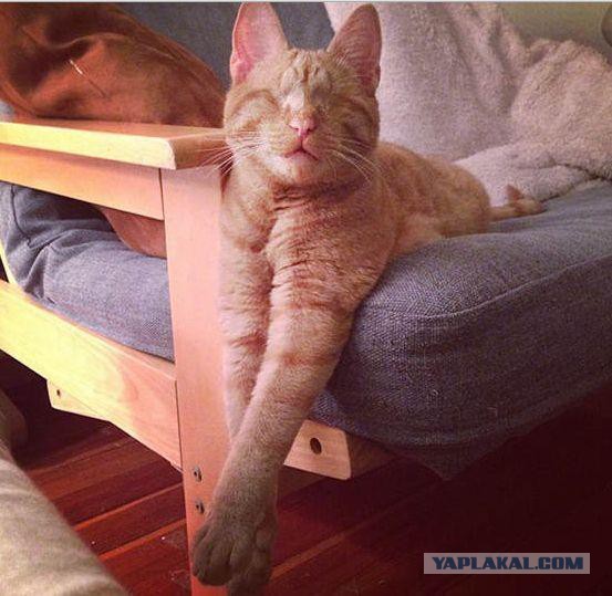 Кот Диллон. Слепой с рождения.