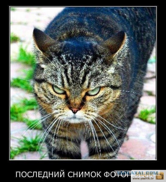Здравствуйте. Я Котенька. И хочу подать заявление.