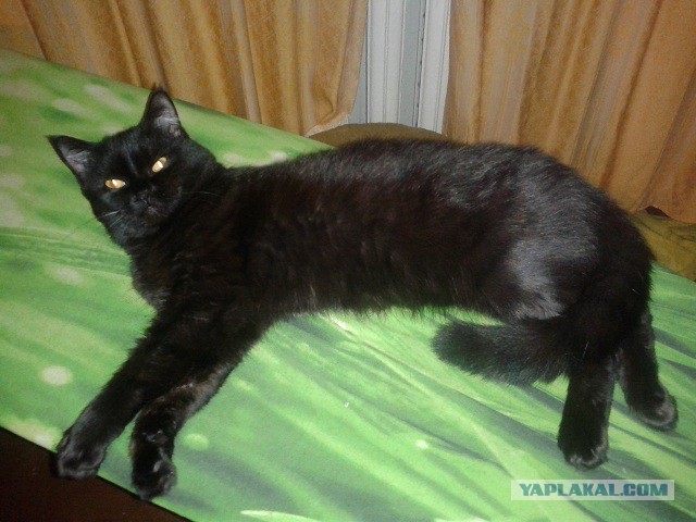Котовторник 21.10.2014