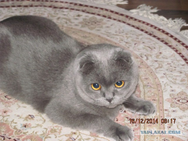 Котовторник 16.12.2014