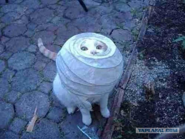 Животные ,которые застряли.