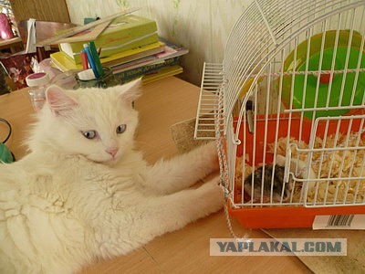 Котовторник