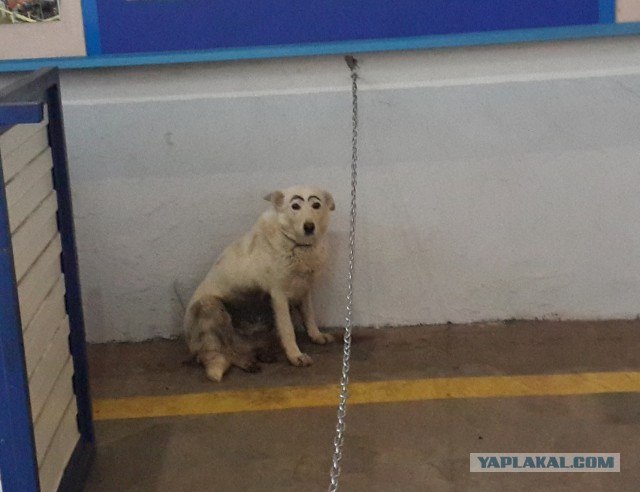 Вопрос бровей