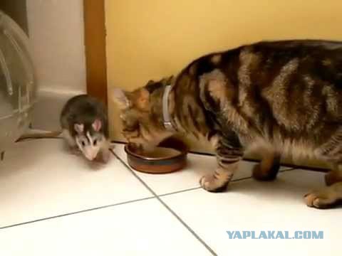 Кот Вася