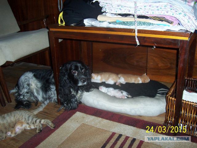 Собакочетверг же, ау!