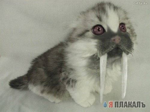 Коты, кошки, котята