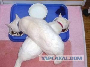 Взгляд перед боем