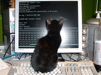 Коты, кошки, котята