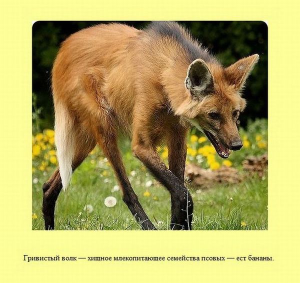 Информация в картинках