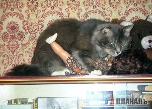 Коты, кошки, котята