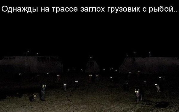 Картинки, СМСки из вашего тырнета