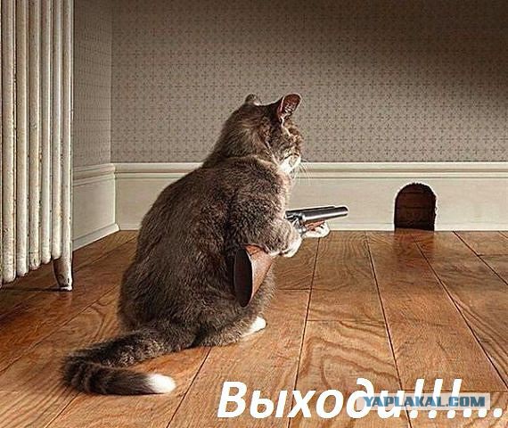 Завалили трупами