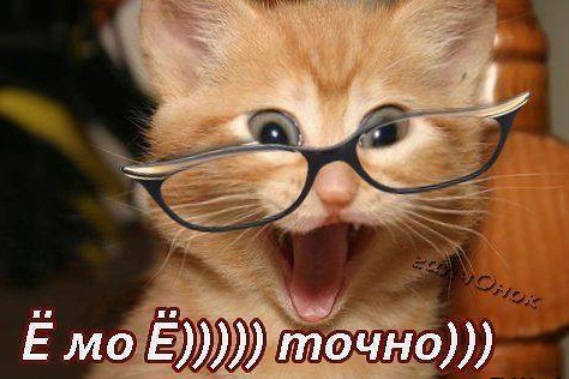 15 котов, мимике которых можно только позавидовать