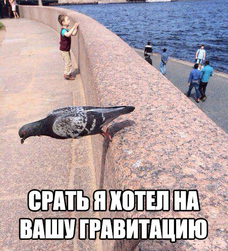 Подборка веселых и забавных картинок с просторов того самого