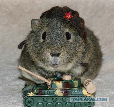 Wargaming 37