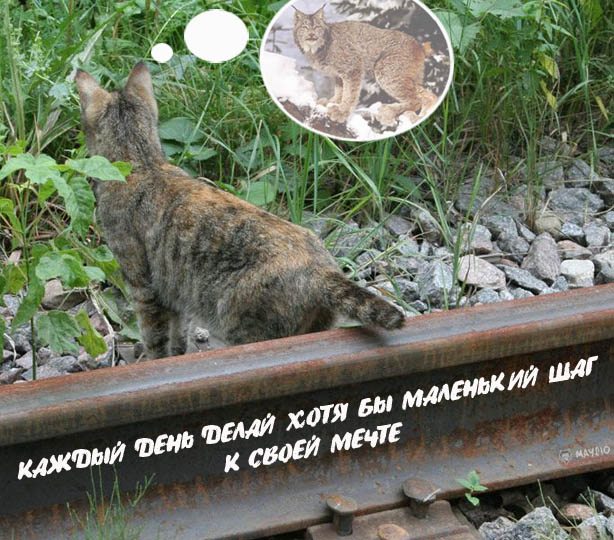 Котомет на вторник (18.12.2007)