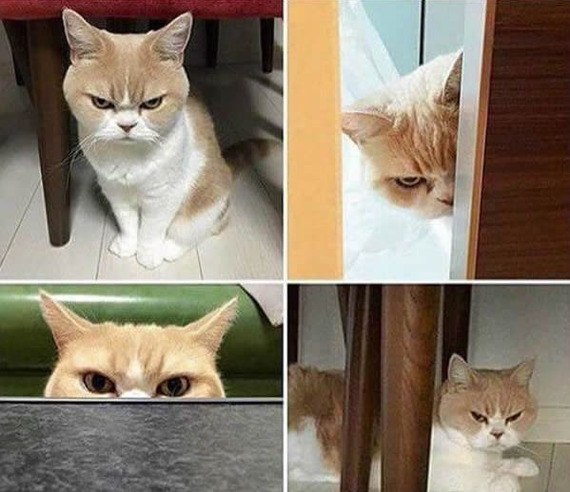 Прикольные животные