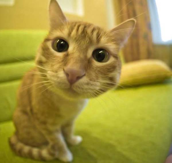 Котовторник на ЯПе (29.01)