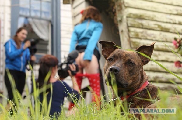 Картинки и гифки, дабы отвлечься