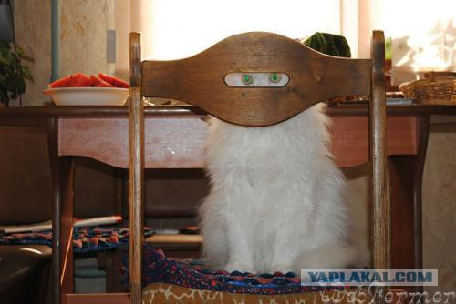 Котопрятки