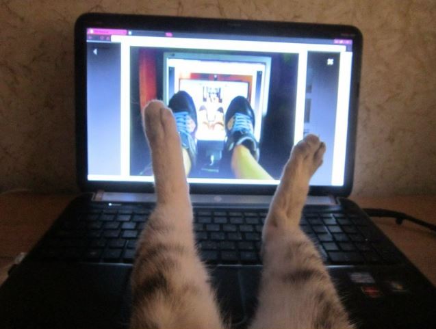 Коты из сети