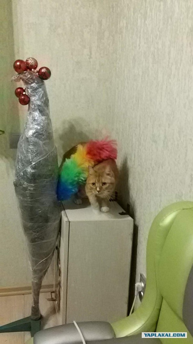 Котовторник 03.01.2017, первый в 2017!