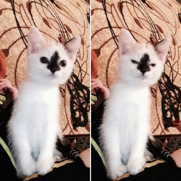 Коты из сети