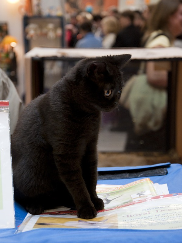 Коты и Кошки