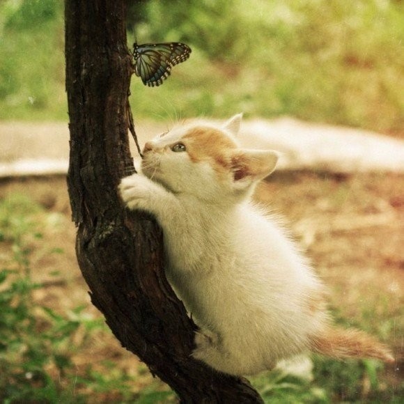 Коты и Кошки