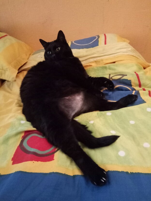Котовторник 05.06.2018