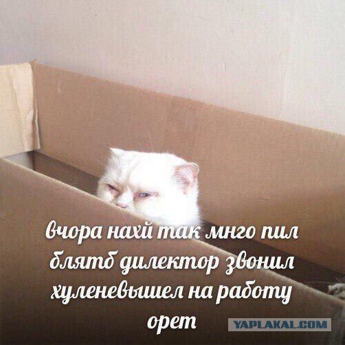 Не очень адекватный юмор