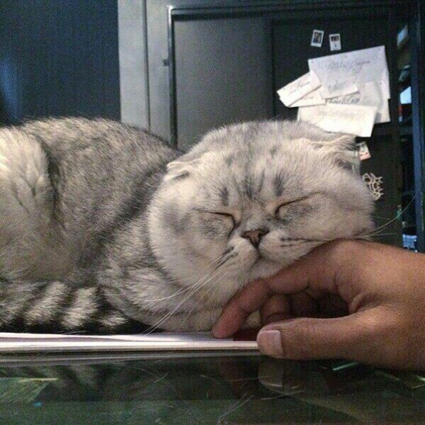 Прикольных котов пост