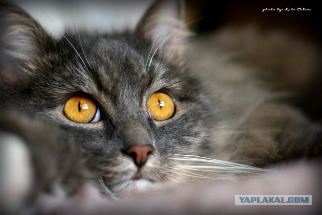 Ура, котовторник! (01.07.2008)