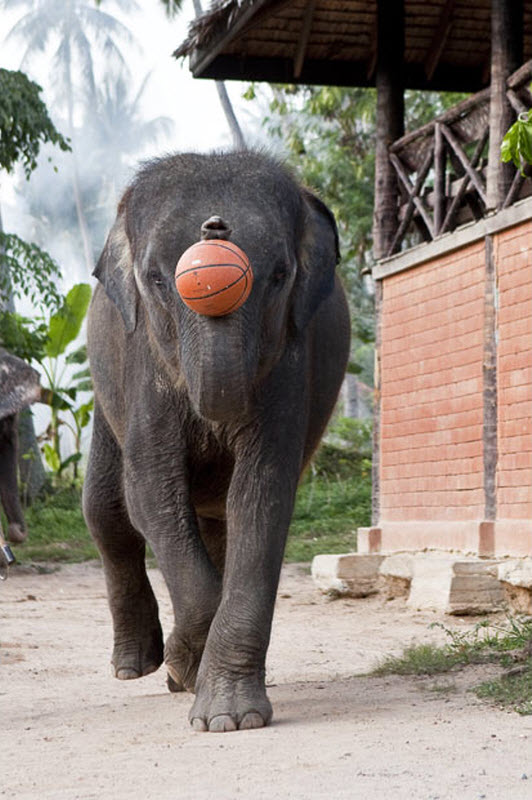Слоны готовятся в NBA