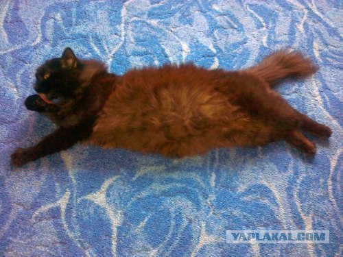 It's Catursday Fever! (Котовторник)