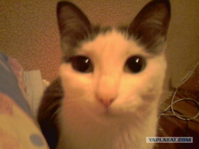 Первый котовторник октября