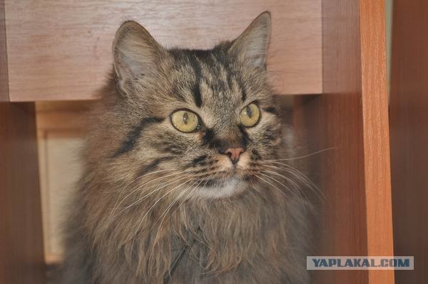 Котовторник 20.03.2012
