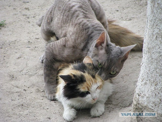 Котовторник 1 мая 2012