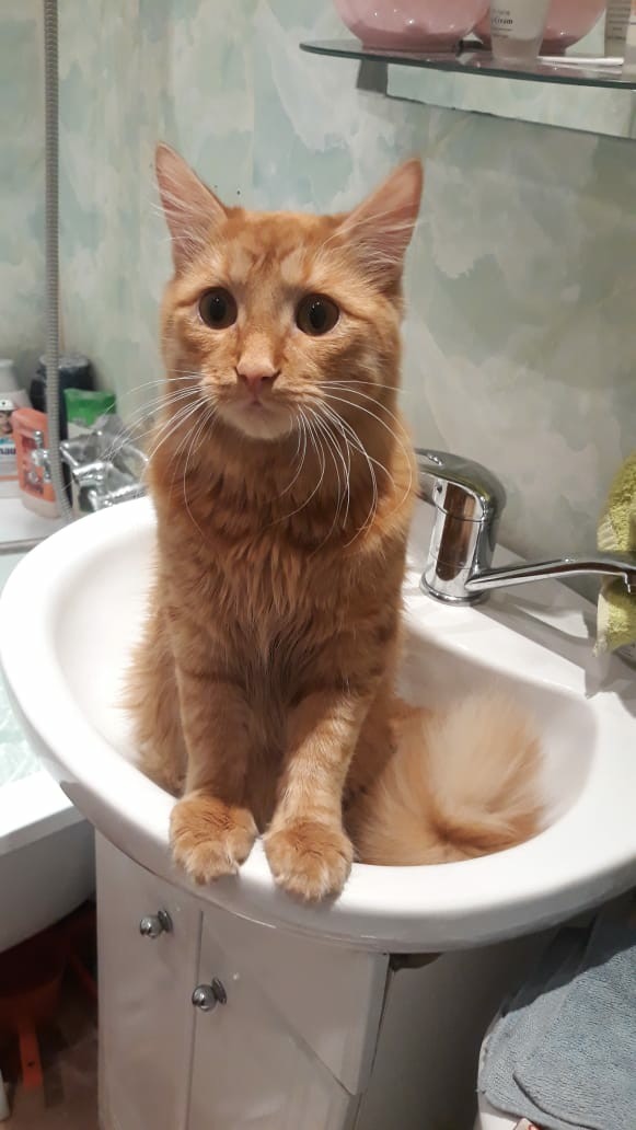 Забавные фото котеек