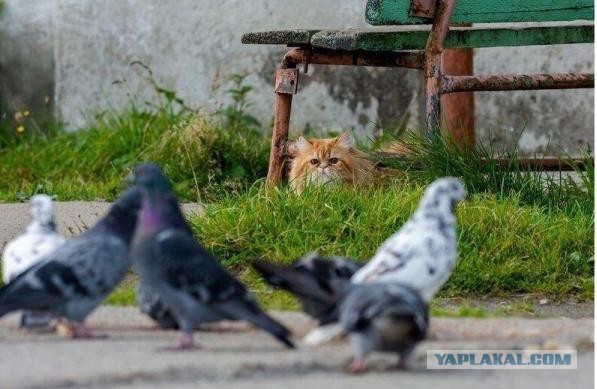 Забавные картинки с котами из сети