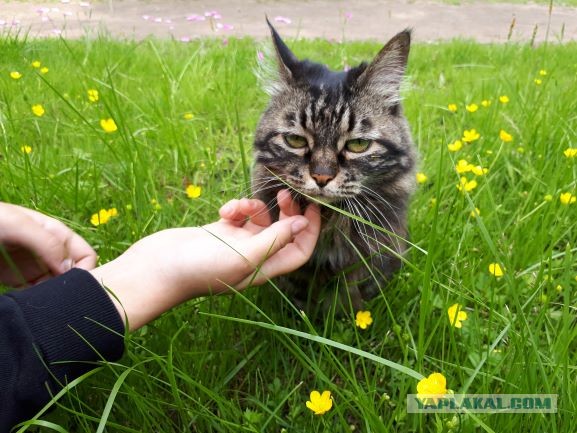Хорошо в деревне летом