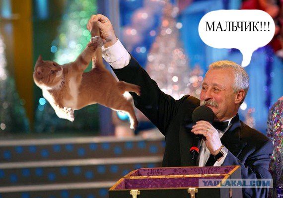 Поле Чудес