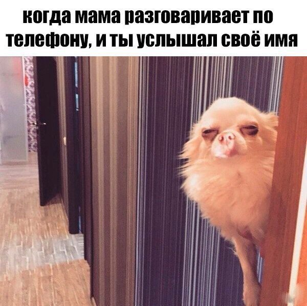 Картинки и мемы для настроения 005